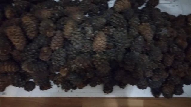 Шишки кедра. смотреть онлайн