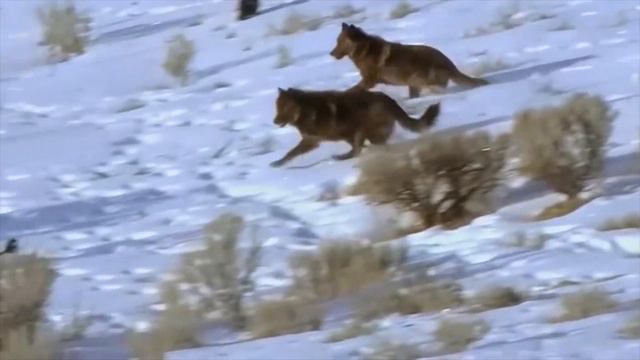 WOLF PHILOSOPHY/მგლების ფილოსოფია