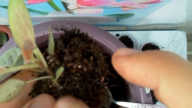 Пересаживаю сеянцы глоксиний в стаканчики! смотреть онлайн