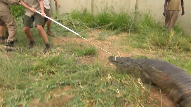 Animal Kingdom: Crocodiles And Elephants (Wildlife Documentary) | Real Wild смотреть онлайн