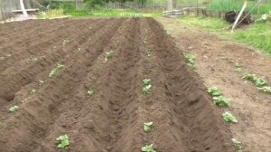 Первое окучивание картофеля ЛЕГКО, БЫСТРО, УДОБНО. Как окучить картофель без особых усилий.