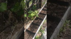 КАК посадить МЯТУ - ГРЯДКА для 25 сортов мяты В ОТКРЫТОМ ГРУНТЕ / МЯТНЫЙ САДИК