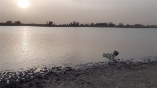 Октябрь, Рогожкино. Рыбалка на сазана и не только , с берега. смотреть онлайн