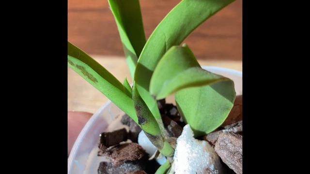 Mini Cattleya Orchid New Growth смотреть онлайн