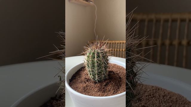 10 Facts you didn’t know about the Saguaro Cactus! 🌵 смотреть онлайн