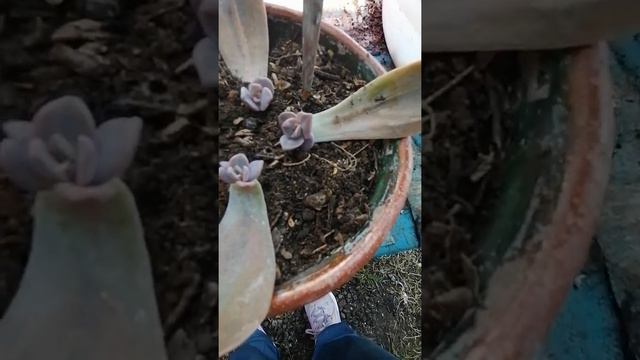 Les muestro mis reproducciones por hoja .Echeveria gibbiflora смотреть онлайн