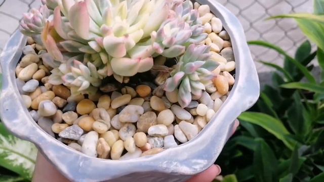 Echeveria Mebina Variegated