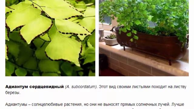 ЦВЕТОК АДИАНТУМ ADIANTUM ВИДЫ, ФОТО И ПРАВИЛА УХОДА смотреть онлайн