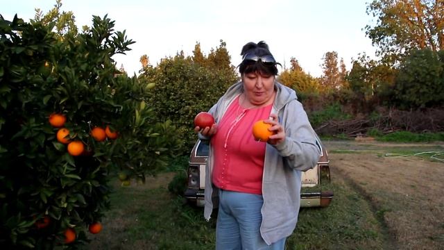 Фрукты.. Сад в доме у Клаудии смотреть онлайн