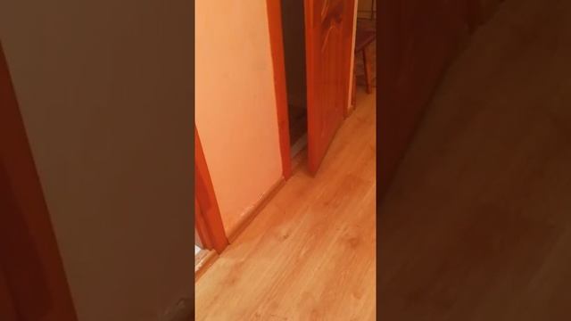 Саранча залетела к нам в комнату. смотреть онлайн
