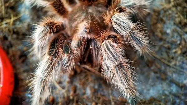 Кормлю Grammostola rosea, и ещё кое что