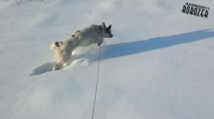 Охота джек рассел терьер на мышей