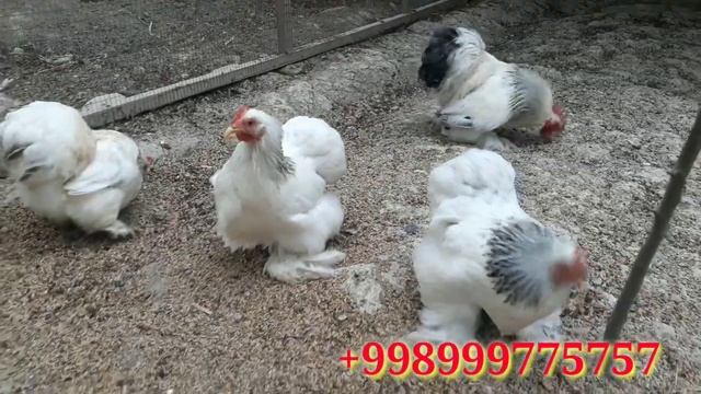 ZOTDOR TOVUQLAR SOTILADI (TOVUQLARI TUG'YABDI)