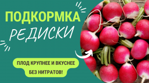 Мало кто так делает, а зря! Подкормка редиски