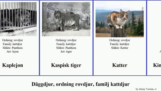 Däggdjur, ordning rovdjur, familj kattdjur tiger jaguar leopard mammal jubatus silvestris lodjur смотреть онлайн