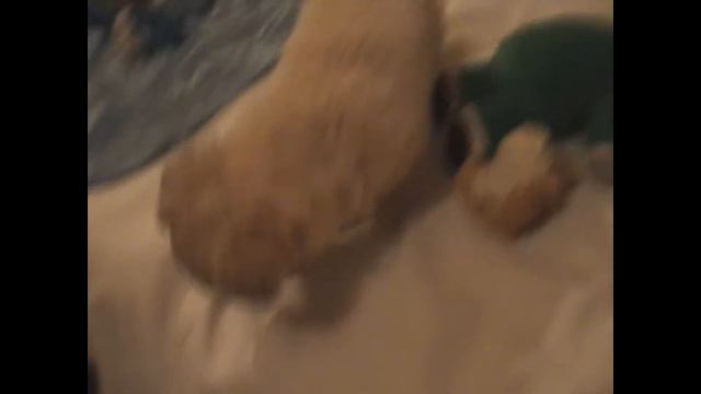 щенок чихуахуа,мальчик смотреть онлайн