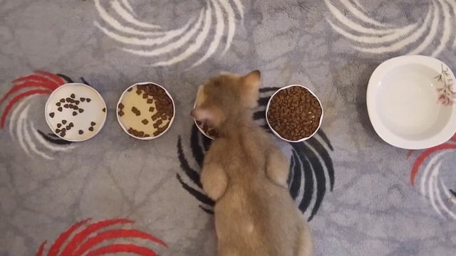 Nd,Catplus (Mamaplus),Bonacibo (Temizmama), Hills Proplan RoyalCanin(karışık) Kedim Hangisini Sevdi