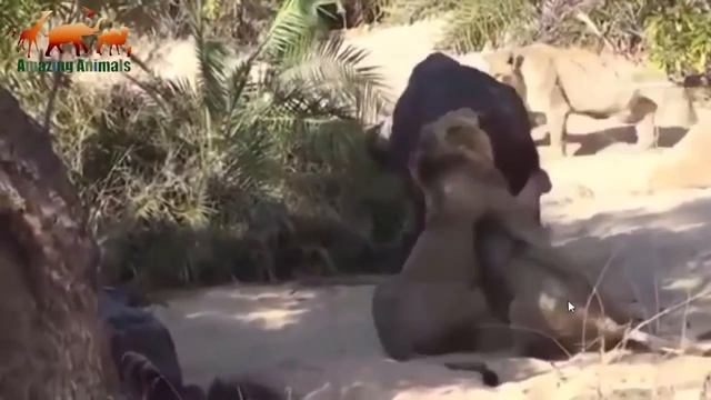 ТОП-10 Самые невероятные нападения животных 2017 Лев против Буйвола / Львы убивают буйвола смотреть онлайн