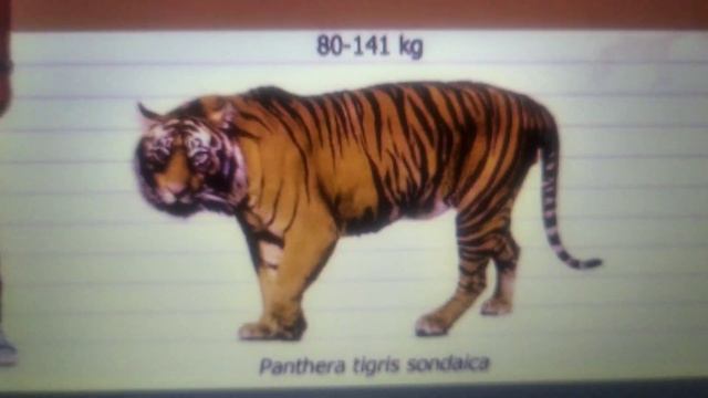 Тигры. Разновидности тигров. Вымершие подвиды тигров: островные тигры. смотреть онлайн