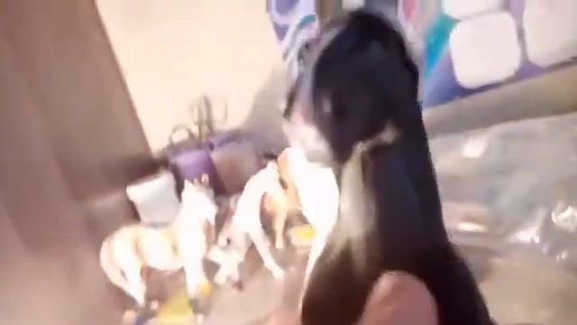 Распаковка лошади CollectA!!!!