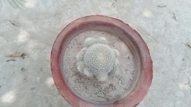 cactus 🌵 parodia,it's all about cactus, смотреть онлайн