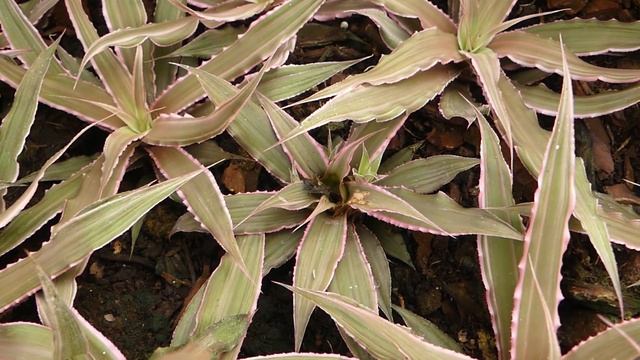 Cryptanthus bivittatus (Hook.) Regel смотреть онлайн