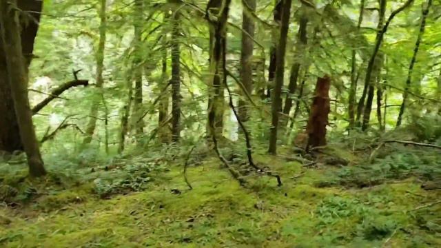 Curly Falls, WA. In the Gifford Pinchot National forest. An awesome adventure with a surprise смотреть онлайн