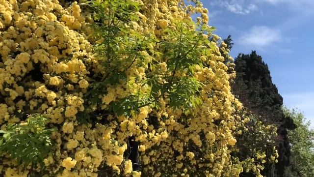 Ялта. Роза Леди Бэнкс, цветение. Крым. Crimea. Yalta. смотреть онлайн