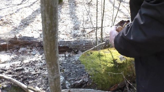 Грибы , Цветы , Птицы в Апрельском Лесу . ?? смотреть онлайн