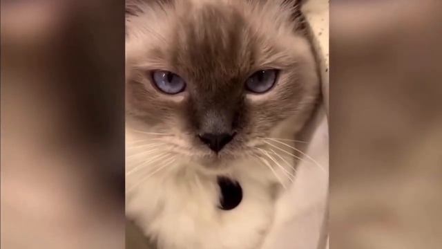 DANKEST Clean Cat Memes (Part 2!) смотреть онлайн