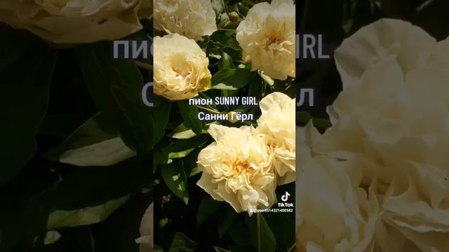 #пион SUNNY GIRL, Пион Санни Гёрл Селекционер: Laning 1985 смотреть онлайн