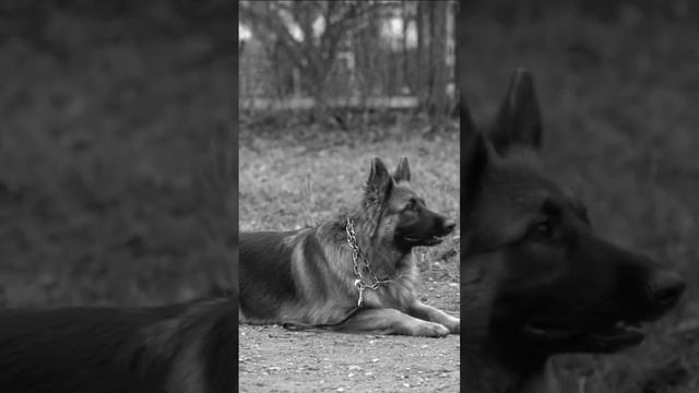 German shepherd dog. Немецкая овчарка чепрачного окраса. #germanshepherd #немецкаяовчарка #dogs #do смотреть онлайн