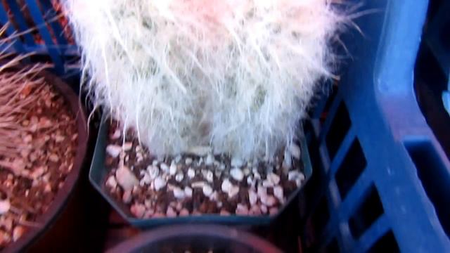 Выставка кактусов, адениумов и других цветов в Севастополе 24.09.2023 смотреть онлайн