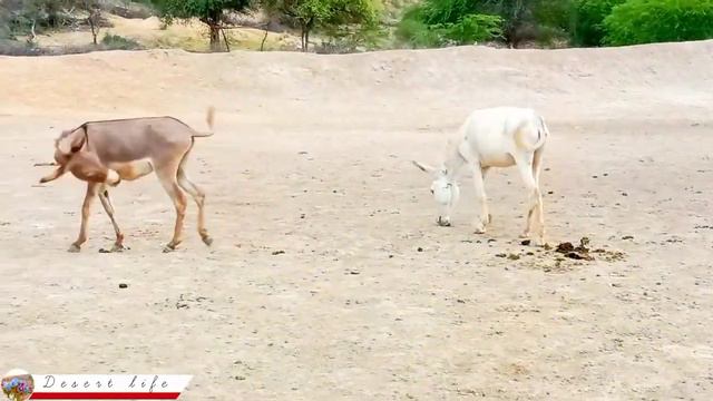 Donkey mating: Donkey enjoying || DesertDonkey mating |تزاوج الحمار | حب الحمار смотреть онлайн