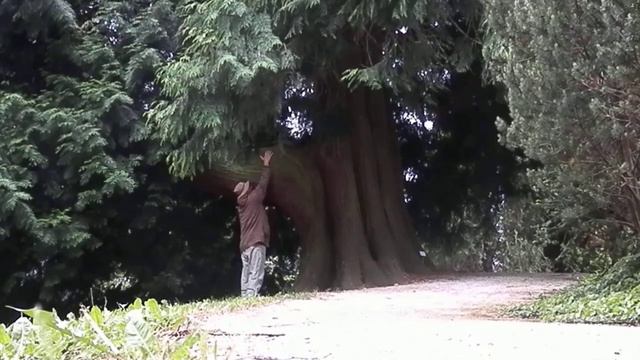 Orjaški klek (Thuja plicata), Botanični vrt Maribor, Slovenija смотреть онлайн