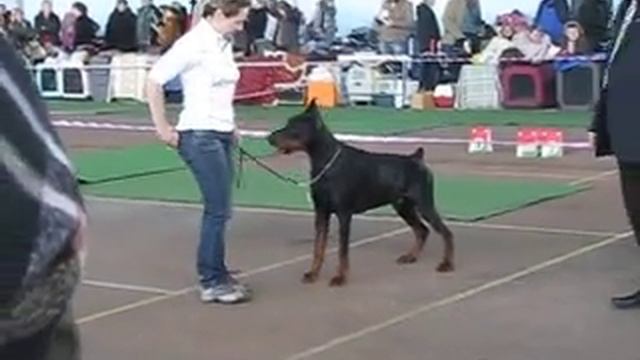 чемпионы кобели (ч-п) смотреть онлайн