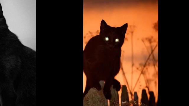 Эстетика чёрных кошек #эстетика смотреть онлайн