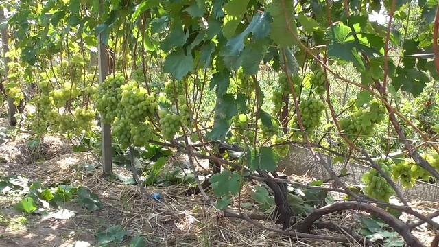 Столовая форма винограда среднего срока созревания "Подарок Запорожью " смотреть онлайн