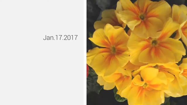 Primulas смотреть онлайн