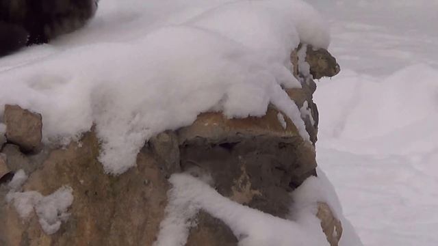 Алиментный щенок алабая, (сука) смотреть онлайн