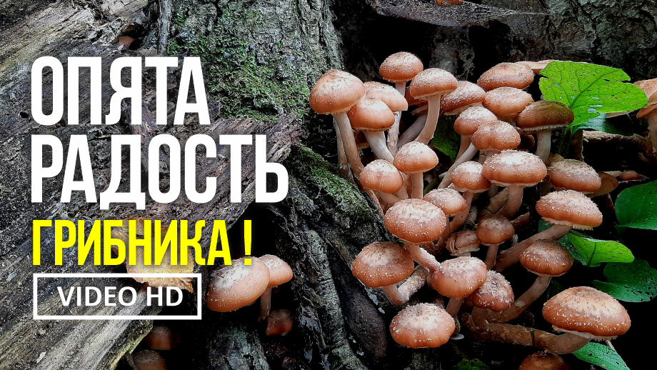 ОПЯТА РАДОСТЬ ГРИБНИКА  24сентября 2022 года. Сбор осенних опят (Armillariella Mella).