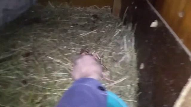 у крольчихи родился мертвый крольченок смотреть онлайн