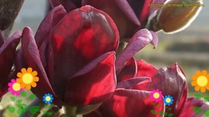 Магнолия суланжа Джени. Краткий обзор, описание характеристик magnolia soulangeana Genie