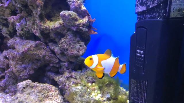 Клоун "Немо" оцеллярис смотреть онлайн