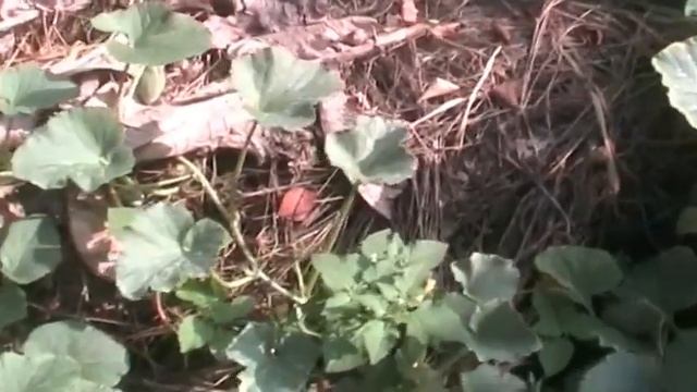 Тыква-кабачок смотреть онлайн