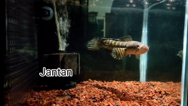 Unboxing/Review Channa Aurantimaculata смотреть онлайн