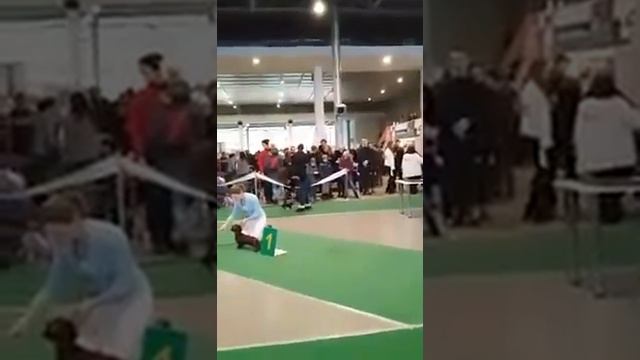 Малыш русского тоя Гарри в ринге. Второй день тренировок. смотреть онлайн