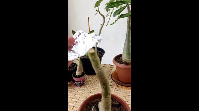 Poda simples da Rosa do deserto. смотреть онлайн