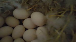 Как посадить индоутку в гнездо для насиживания яиц в Сибирской климатической зоне)))