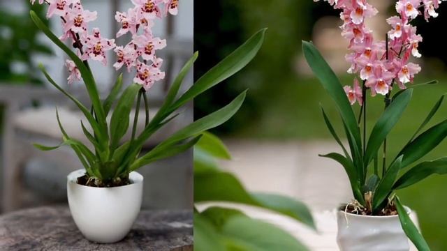 ЗАБОЛЕВАНИЯ ОРХИДЕИ КАМБРИЯ ? ЦВЕТЕНИЕ КАМБРИИ ? #ОРХИДЕЯ_КАМБРИЯ ? #cambria_orchid #oldenburgru#28